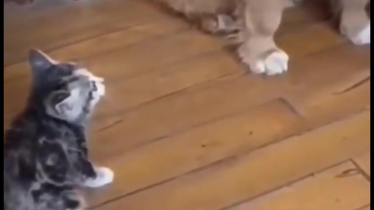 Funniest animals 2023 π±In tiktok π Funny and Fails Pets Video #5
