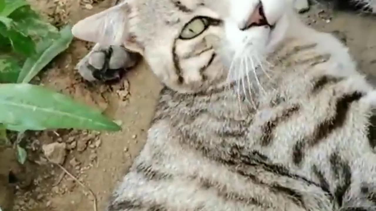 Funny Animal Videos 2024 Best Dogs And Cats Videos 😺😍short,viral,tiktok