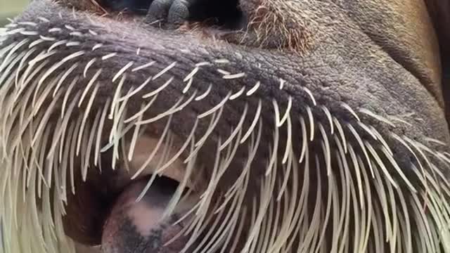 walrus#cool#coolanimals#animallover