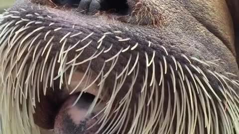 walrus#cool#coolanimals#animallover