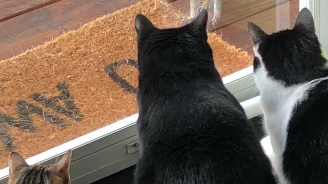 Brave Squirrel Taunts A Mesmerized Pack Of Cats