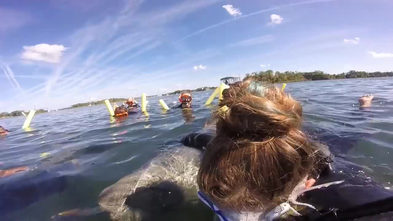 Manatee Hugs the Human