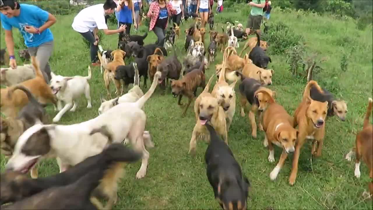 Territorio de Zaguates _Land of The Strays_ Dog Rescue Ranch Sanctuary in Costa Rica