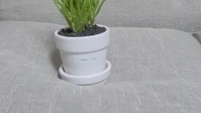 There is a pretty flower pot(Flowerpot)