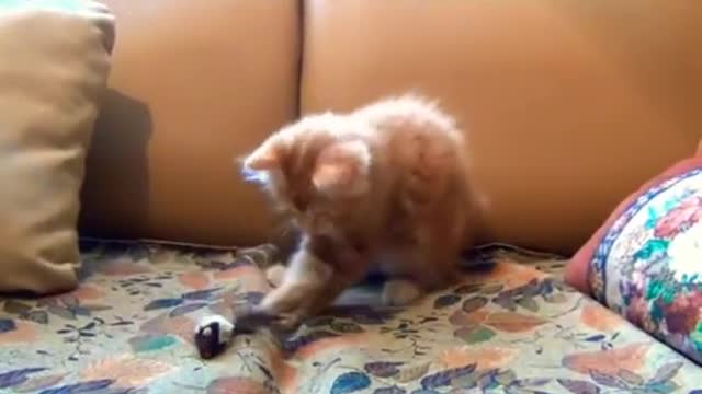 Cute Brown Kitten Playing 😺 #shorts #cat #cute #animals #Cute_O🥰