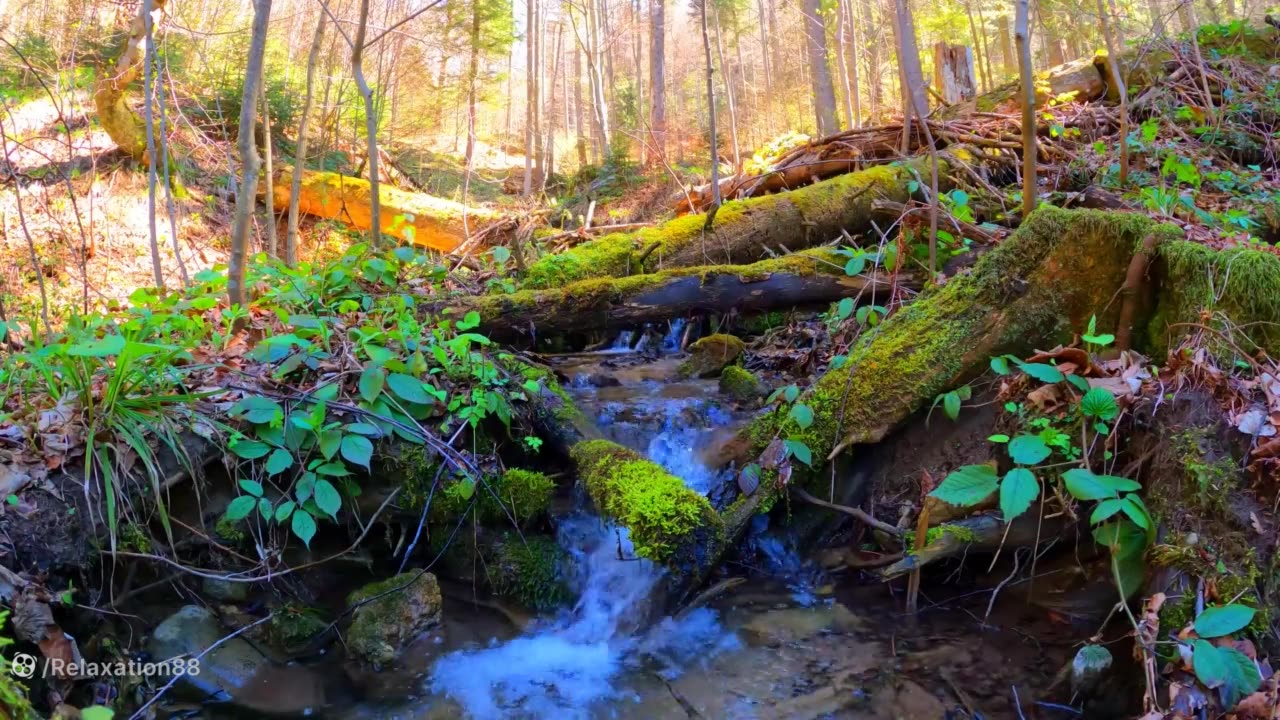 Relaxing sound of the river with beautiful nature in excellent quality