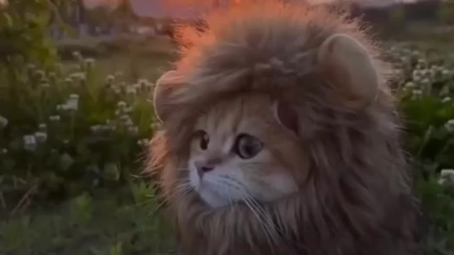 Cute kitten Lion 🦁