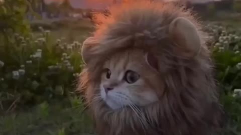 Cute kitten Lion 🦁