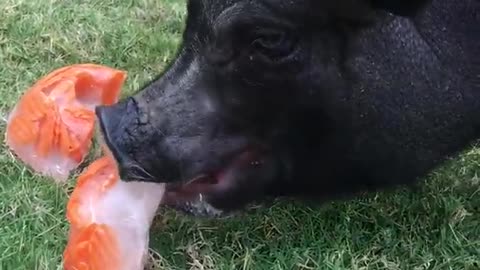 Black pig eating some frozen carrots