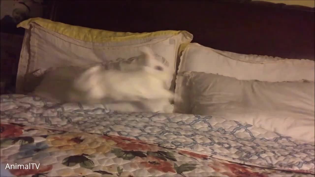 Funny and Cute Baby Bunny Rabbit Video02211