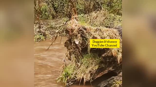 Amazing Dog Was Flowing In Water