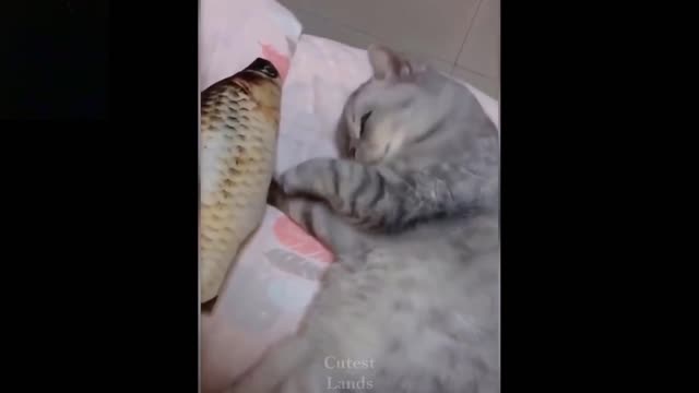 Cat playing with Fake Fish | Funny Cat with Fake Fish.