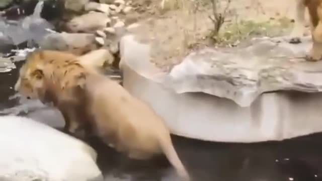 two lion swimming