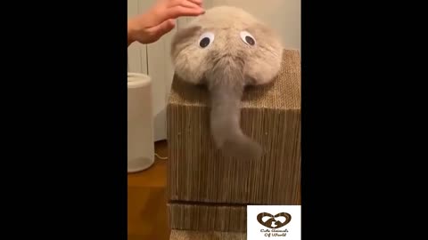 Funny Animals! Funny Videos! Great mood for the whole day is guaranteed! # Short