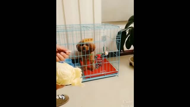 Funny DOG Videos