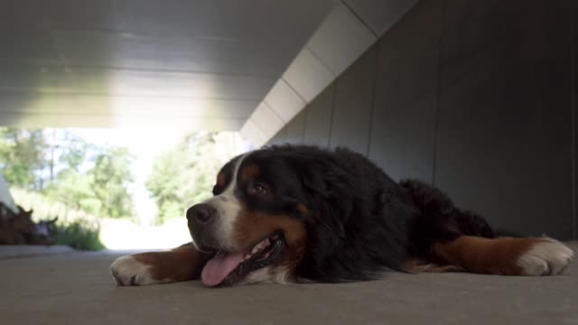 Dog sitting inside a kennel||pets|| Dog is tired and taking rest.