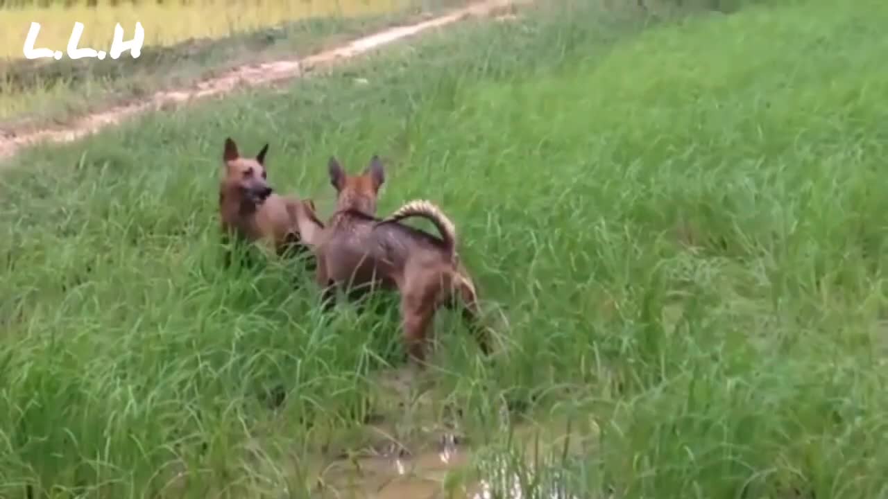 Hazardous street(Desi) dogs fight 2019 | Horrible dog's fighting