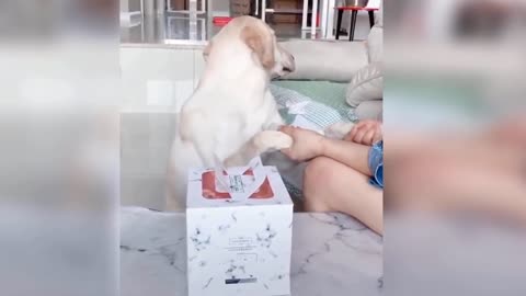 Dog Reaction to Cutting Cake - Funny