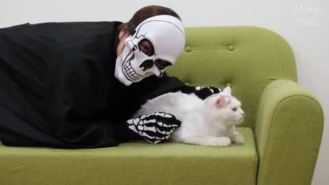 Funny Cats vs SKull