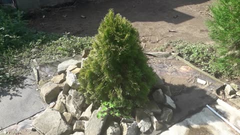 Small thuja
