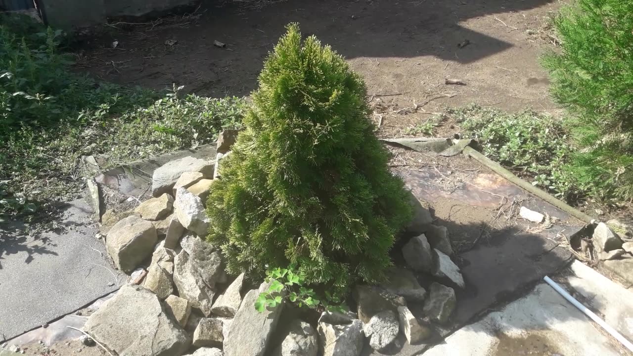 Small thuja
