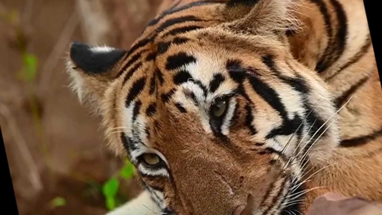 😈Attitude Tiger Status Video,🔥Wild Life Animals #shorts #status#viral 🥀🥀