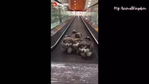Compilations of Funny and Cute Pets 2