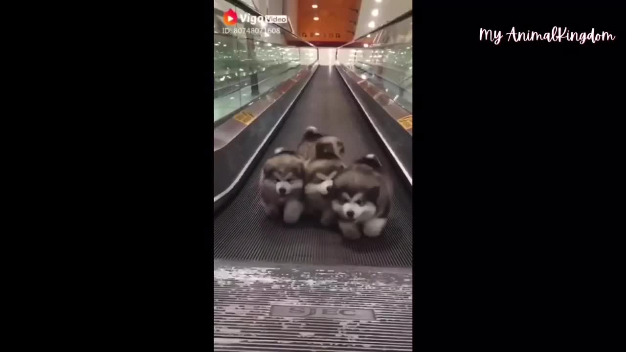 Compilations of Funny and Cute Pets 2