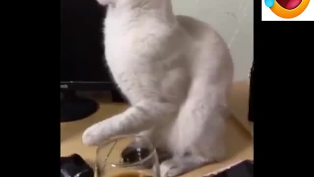 Cat is drinking coke