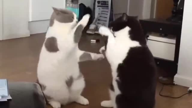 Their tacit understanding is also very good, they have grown up together since childhood.
