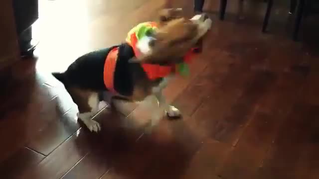 Dogs showing how much they hate halloween?