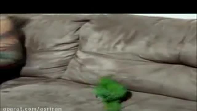 Brazilian Parrot Plays Dead and other tricks