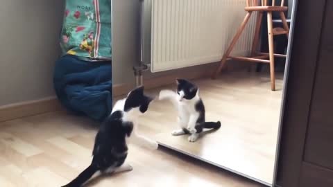 Funny cat fight on mirror reflection funny