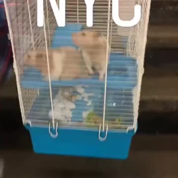 Man carries two rats in large blue and white cage