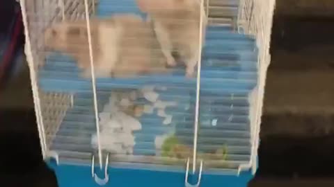 Man carries two rats in large blue and white cage