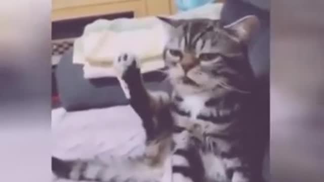 Cat Atrocity I funny cats I viral video I best cuts