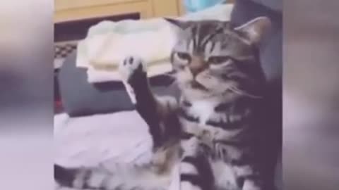 Cat Atrocity I funny cats I viral video I best cuts