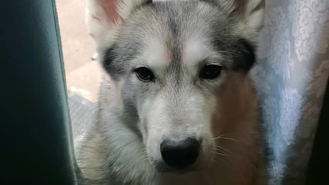 Husky Loves His Duck Brother😇🥰