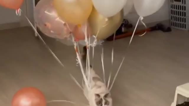 Baby cats and funny cats video! Cut cats video.