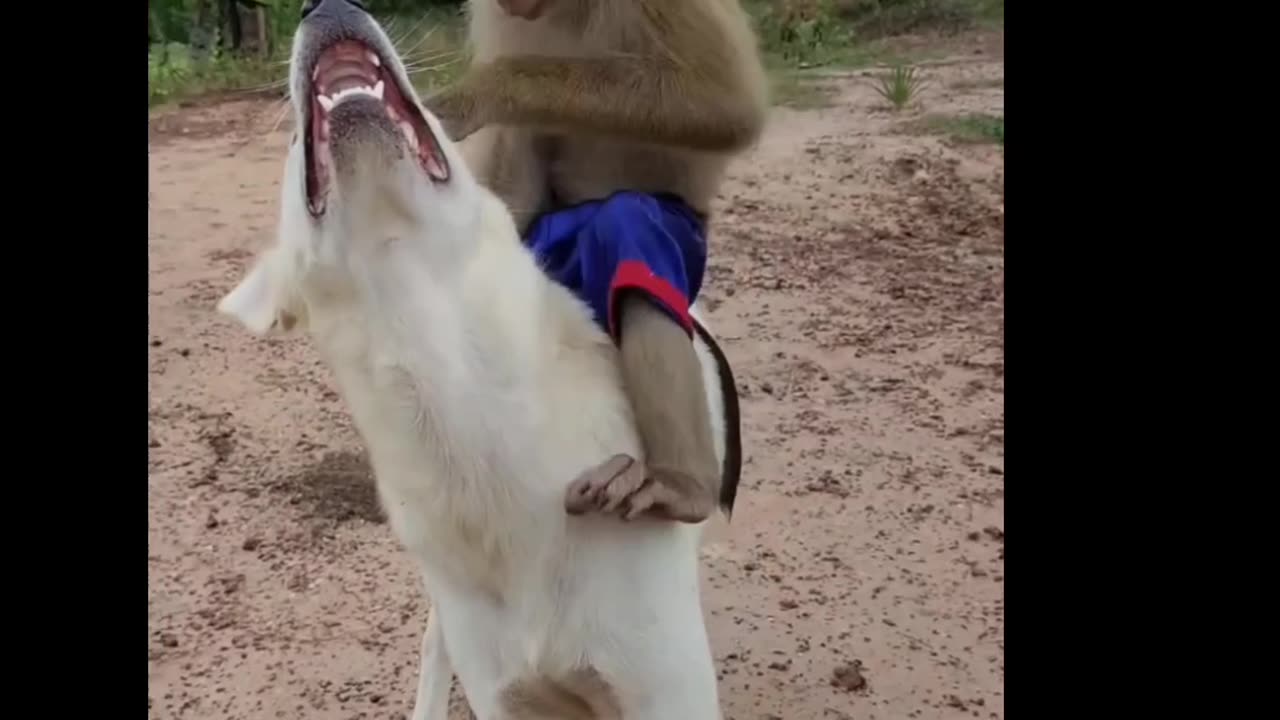 Monkey fun with Dog 😘🎇 Watch and enjoy