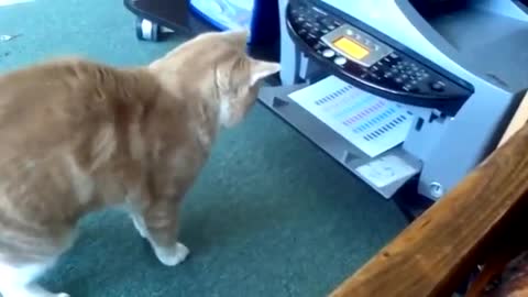 Funny cat video |