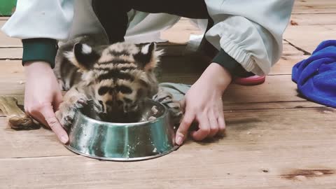 A cute little tiger with rice