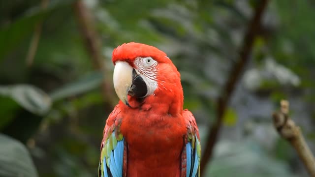 Parrot singing and whistling |