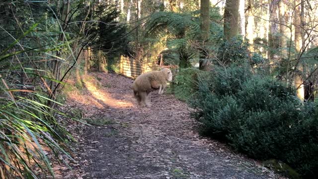 Happy Sheep Hops and Trots down Trail