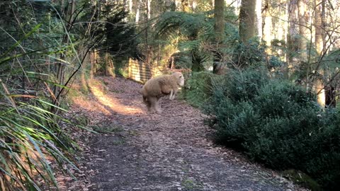 Happy Sheep Hops and Trots down Trail