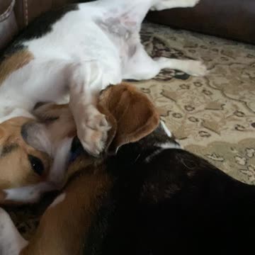 Best Beagle Friends