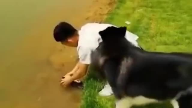 Funny animals life (Funny fails)