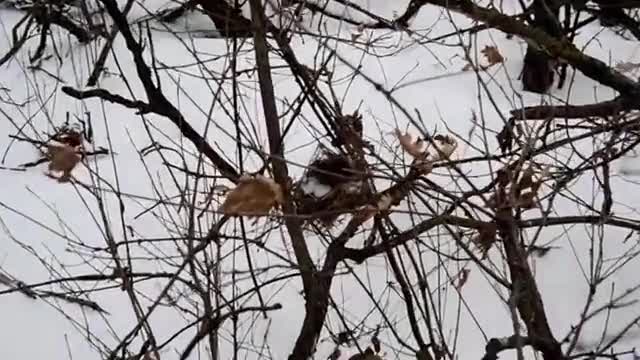 Bird's nest in the winter in the forest.