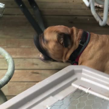 Dog Encounters Wasp
