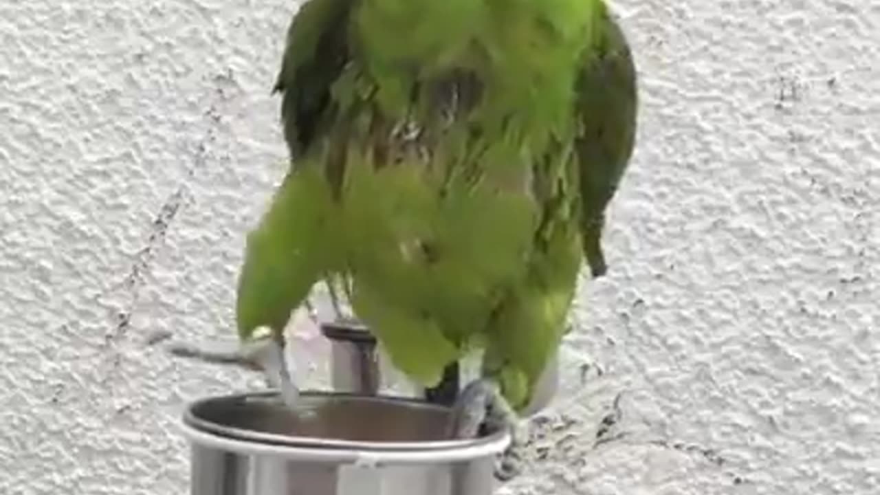 Parrot